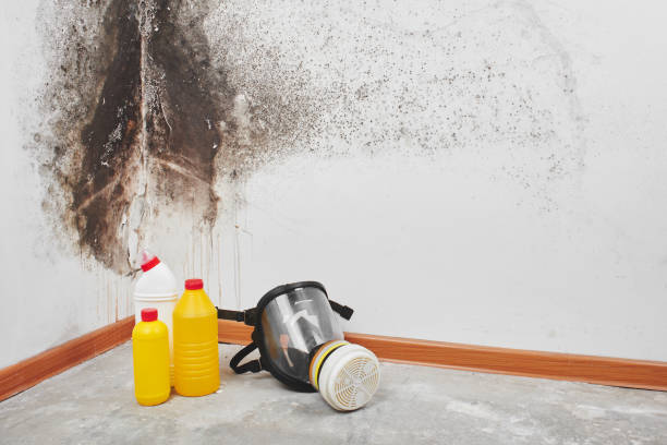 Best Black Mold Removal  in , RI