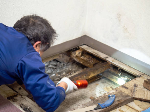 Best Mold Testing  in , RI