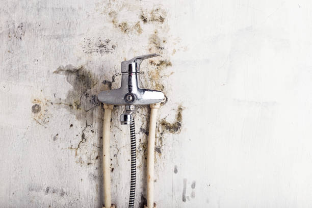 Best Local Mold Removal Service  in , RI