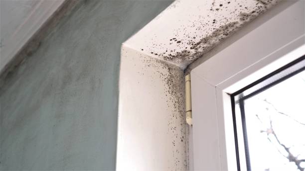 Best Same-Day Mold Removal  in , RI
