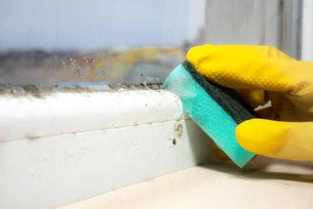 Best Mold Testing  in , RI