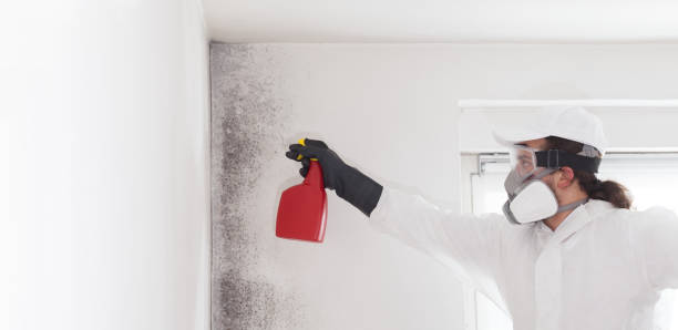 Best Mold Removal and Inspection  in , RI