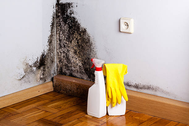 Best Office Mold Removal Services  in , RI