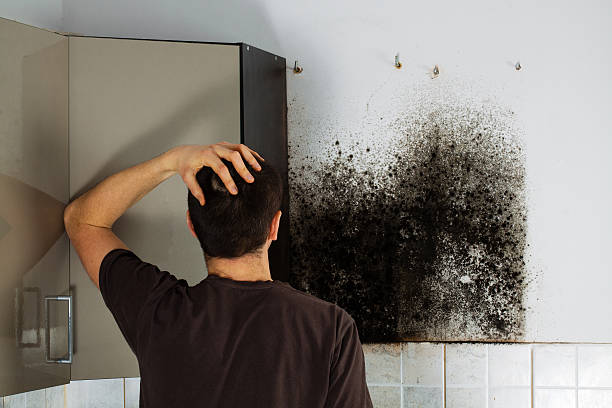 Best Commercial Mold Removal  in , RI