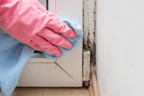 Best Fast Mold Removal  in , RI