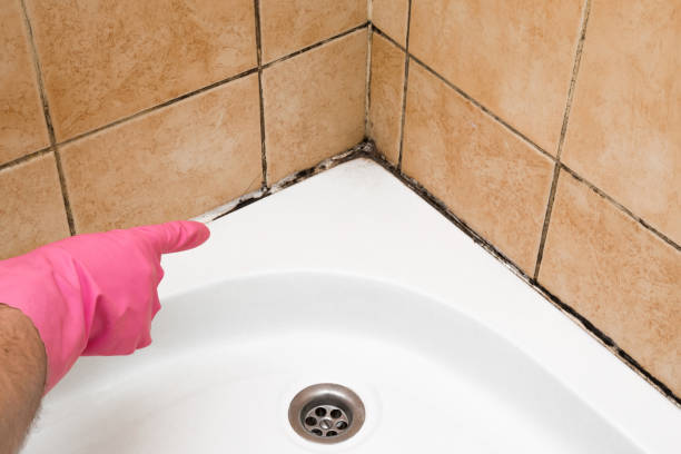 Best Mold Cleaning Services  in , RI